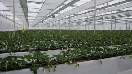 區委書記郝憲慶率隊赴滬、魯洽談簽約 深化農業合作引領現代化溫室發展